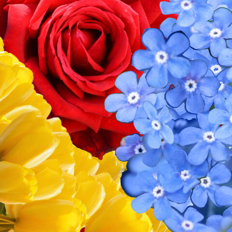 A rose, a bundle of yellow tulips, and some forget-me-nots